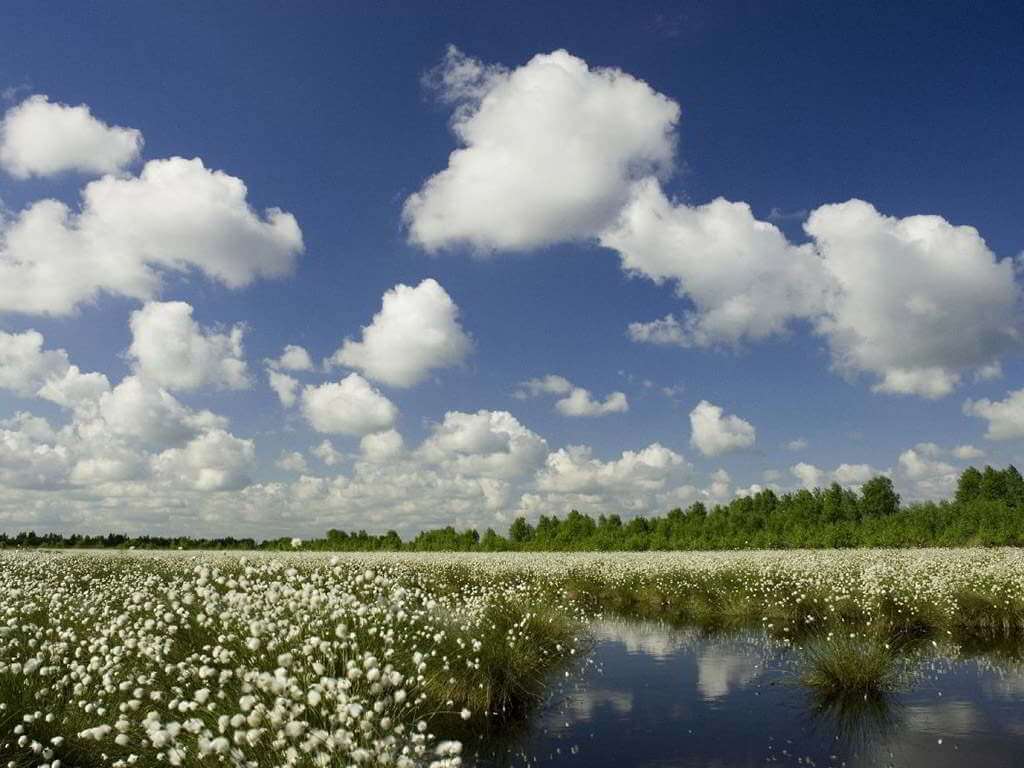Panoramablick: Eine Moorlandschaft übersät mit weißem Wollgras.