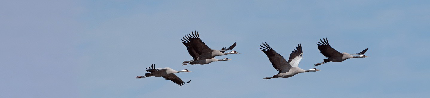 Der Kranich Vogel Des Glucks Im Naturpark Naturpark Dummer